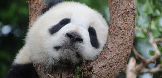 V současné době žije v divočině asi 1600 pand velkých.