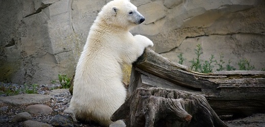 Lední medvědi jsou zařazeni do záchovného programu pro případ hrozby jejich vyhynutí ve volné přírodě.