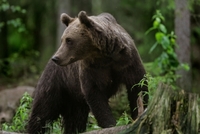 Medvěd (ilustrační snímek).