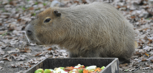 Hlodavec kapybara.