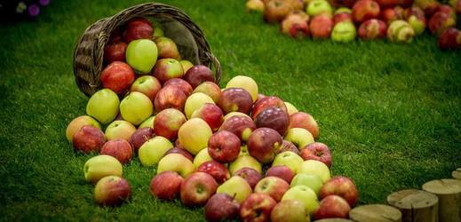 Výstava nabídne i ochutnávku moštů z různých odrůd jablek.