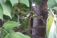 Zatoulaná mamba se našla, had byl u sousedů na stromě.