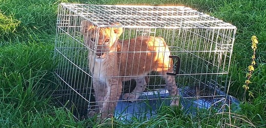 Lví mládě bylo uvězněné v malé kleci.