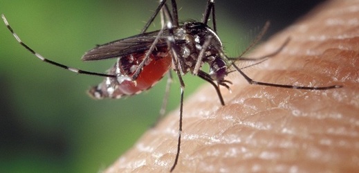 Nemoc přenášejí komáři (ilustrační foto).