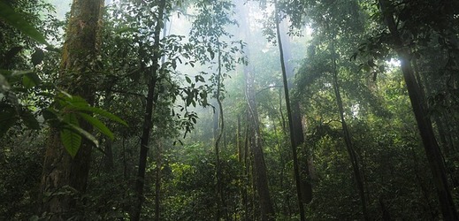 Deštný prales (ilustrační foto).