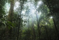 Deštný prales (ilustrační foto).