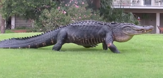 Gigantický krokodýl Chubbs.