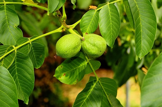 Ořechovka je populární svatojánský likér