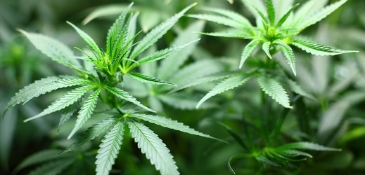 Po legalizaci marihuany jde konopí v Kanadě na dračku.