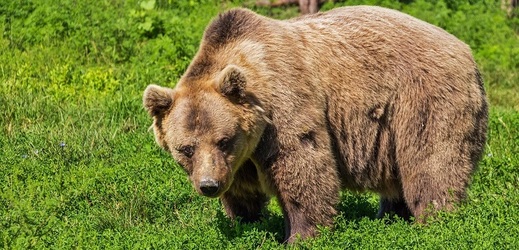 Na Vsetínsku řádí medvěd hnědý.