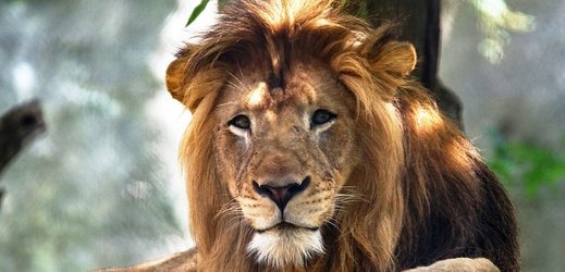 Lvice v americké zoo zabila lva (na snímku).