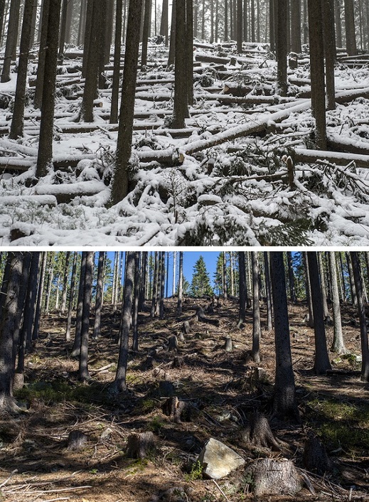 Les u cesty v Obřím dole v Krkonoších (na horním snímku z 28. listopadu 2017), který loni poničila vichřice Herwart, a jeho současná podoba na snímku z 22. října 2018.