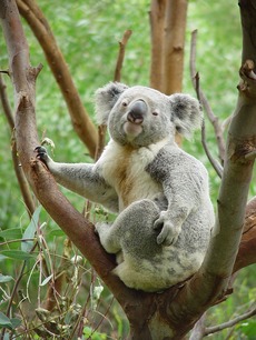Medvídek koala.