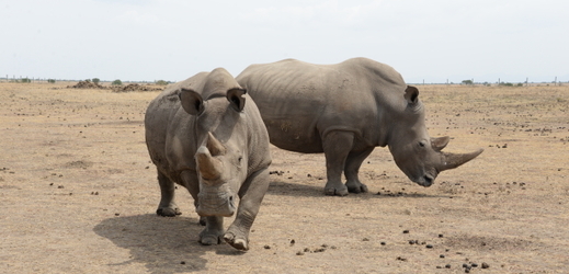 Severní bílý nosorožci, ilustrační fotografie. 