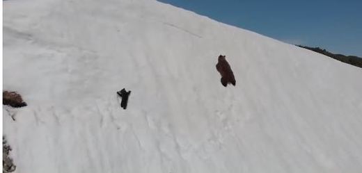 Medvídě se na sněhu drápalo za matkou.