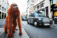 Robotický orangutan řetěze Iceland.