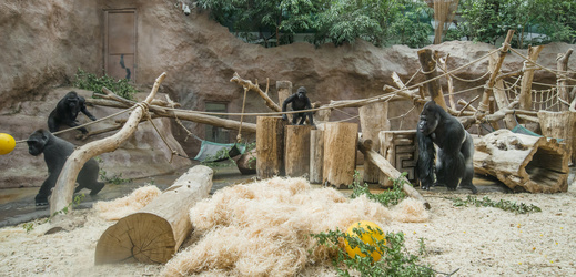 Pražská zoo navýší finance na podporu ohrožených zvířat v přírodě.