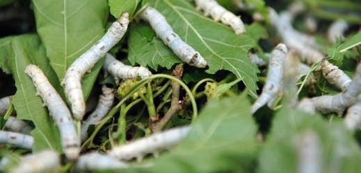 V Řecku znovuožívá pěstování bource morušového.
