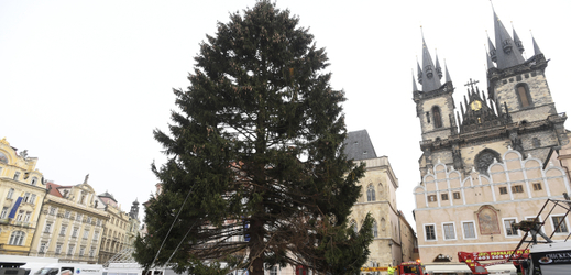 Dvaadvacetimetrový smrt ztepilý bude dominantou vánočních trhů na Staroměstském náměstí v Praze.