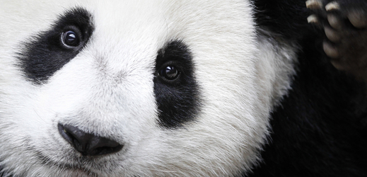 Panda velká, ilustrační fotografie. 