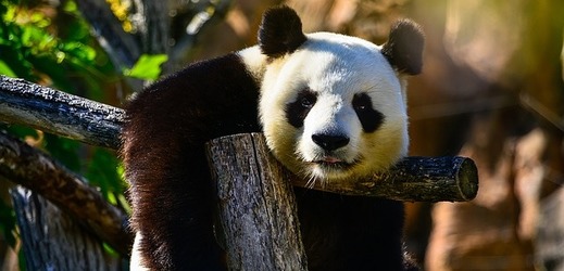 Dočkají se Pražané konečně pandy?