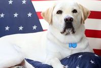 Sully, asistenční pes George H. W. Bushe.