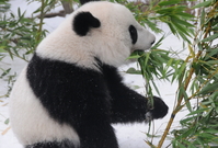 Dvojčata pandích mláďat se vydala do Číny.