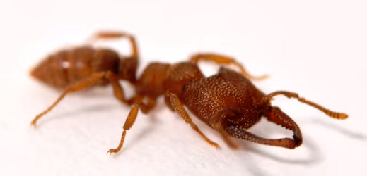Mravenci druhu Mystrium camillae.