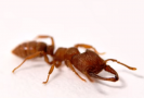 Mravenci druhu Mystrium camillae.