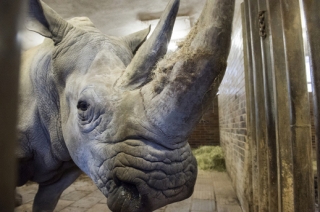 V ZOO Dvůr se narodilo mládě vzácného nosorožce dvourohého.