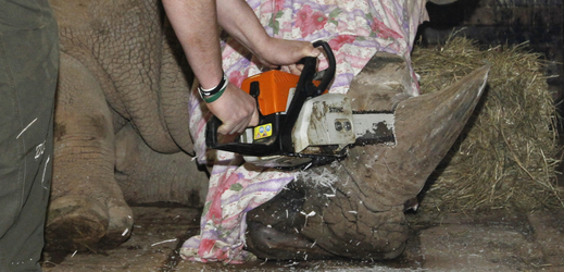 Preventivní řezání rohu nosorožce tuponosého v zoologické zahradě (ilustrační foto).