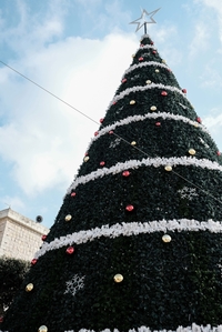 Ve Fasutě se staví nejvyšší vánoční strom v Izraeli.