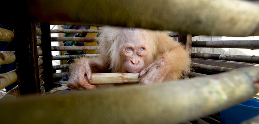 Na Borneu vypustili do přírody jedinou albínskou orangutanici.