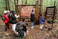 Japonský les Aokigahara patří mez vyhledávaná místa sebevrahů.