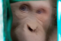Albínského orangutana čeká úplně nový život.