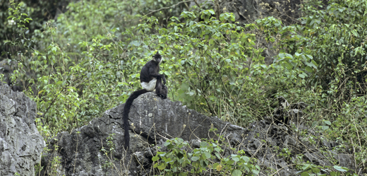 Ve Vietnamu zatkli šest mužů, kteří snědli ohroženou opici.