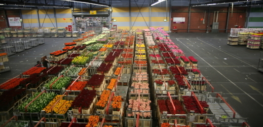 Květinová aukce v Aalsmeeru.