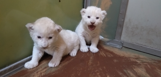 V hodonínské zoo se narodila dvě lvíčata, mají se k světu.