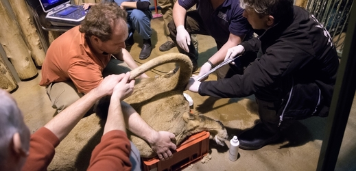 Veterináři v pražské zoo uměle oplodnili samici lva indického.