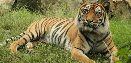 První expozicí, která čeká návštěvníka po vstupu do Zoo Brno, jsou Tygří skály.