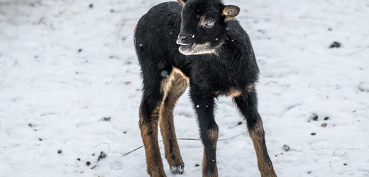 Stejně jako loni je i letos prvním mládětem, které se narodilo v pražské zoo, mládě ovce kamerunské.