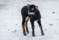 Stejně jako loni je i letos prvním mládětem, které se narodilo v pražské zoo, mládě ovce kamerunské.