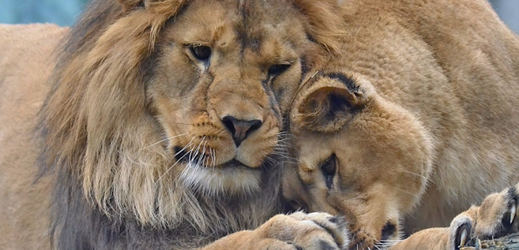 Obě mláďata lvů berberských v liberecké zoo uhynula.