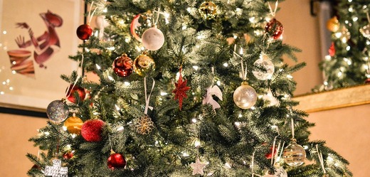 Ve městech Ústeckého kraje začal svoz vánočních stromků.