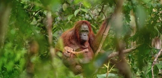 Fotografií roku a vítězem zatím posledního ročníku soutěže se stal snímek Lukáše Zemana, který podle něj zachycuje samici orangutana s umírajícím potomkem na Borneu.
