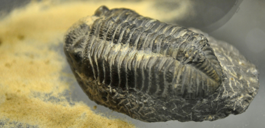 Zkamenělina trilobita.