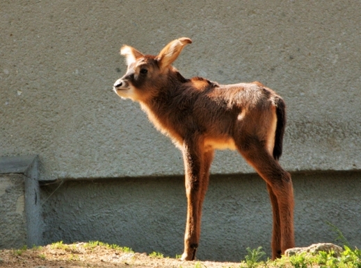 Antilopa koňská.