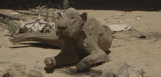 Torzo těla lvice, která zemřela v patrně nejhorší zoo na světě, v Gaze.