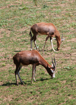 Buvolec běločelý je středně velká africká antilopa, větší ze dvou poddruhů buvolce pestrého.