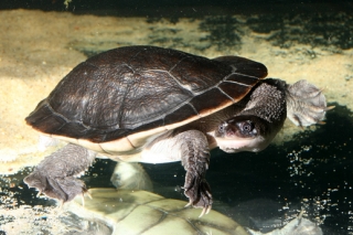 Neví se přesně, kolika let se tyto želvy dožívají, ale podobné druhy se dožívají 30 - 40 let
